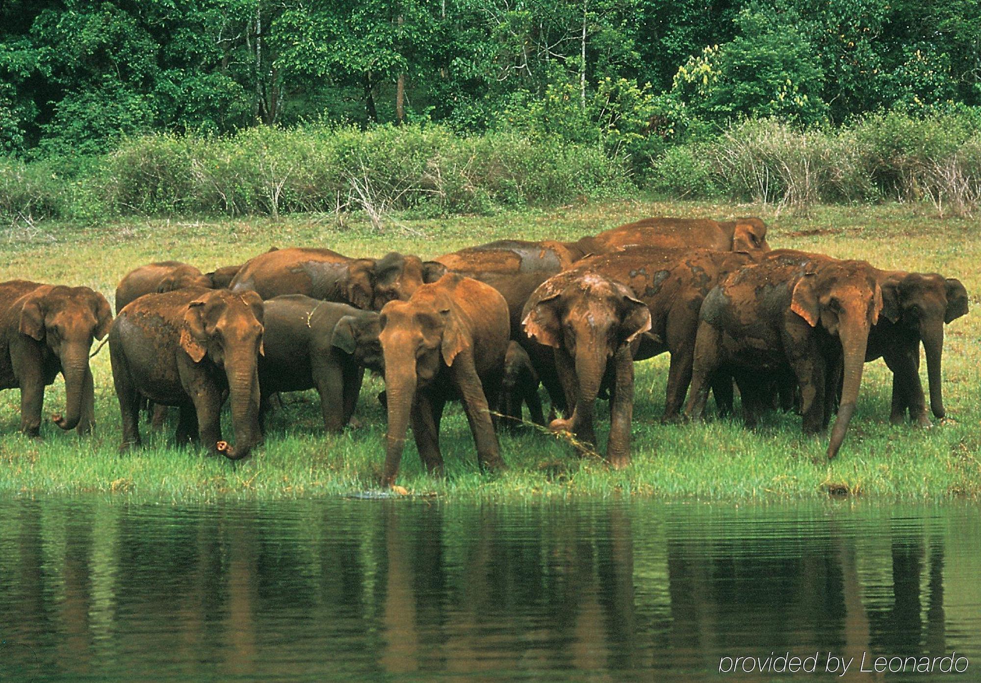Club Mahindra Thekkady Hotel Kültér fotó